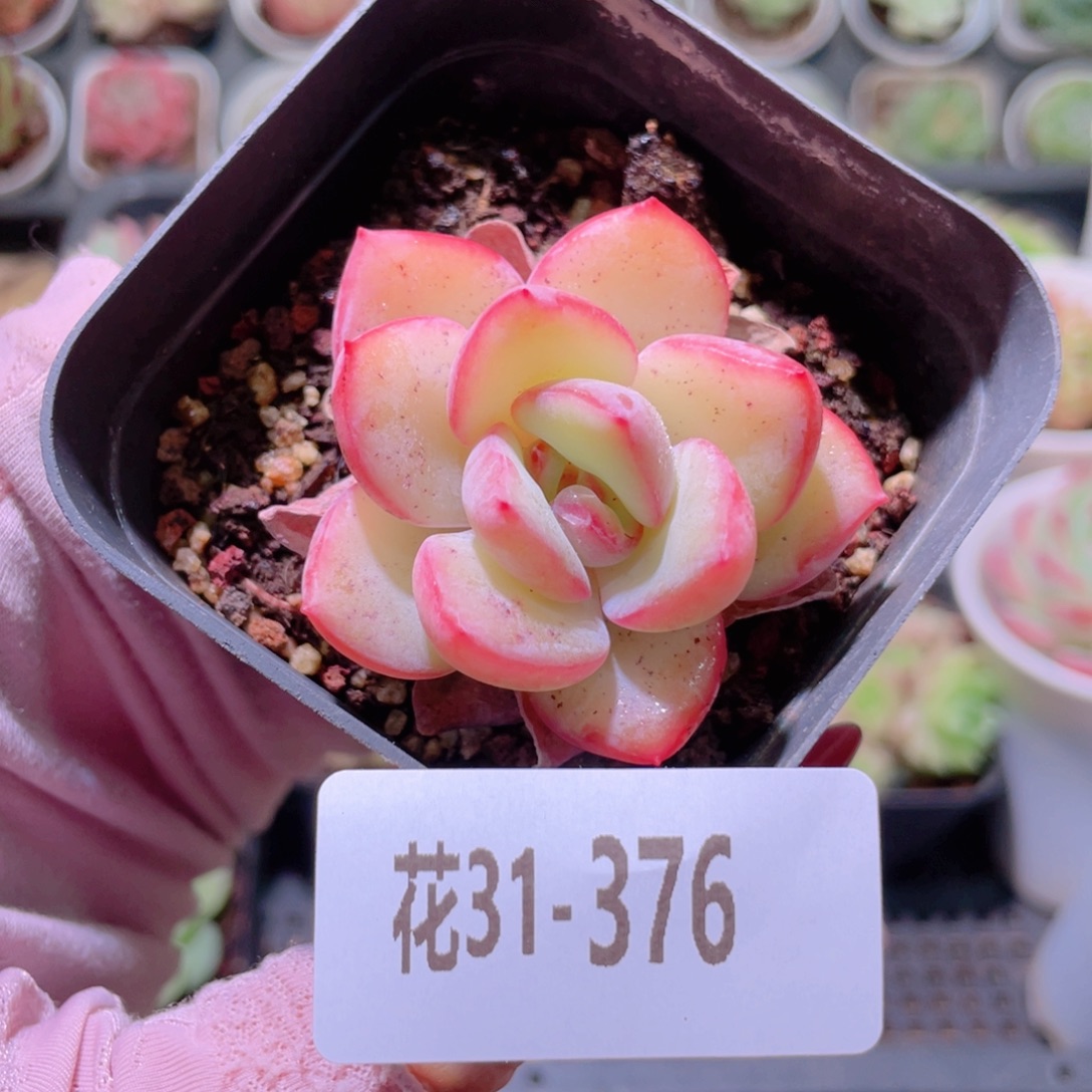 花利美31-376草莓泡芙