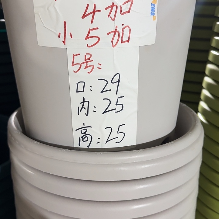 四季5号灰白无托10个特价