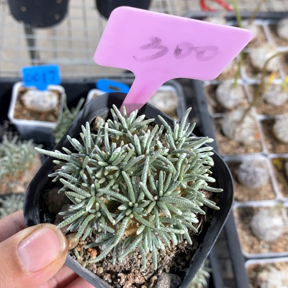 韧锦多肉植物一个