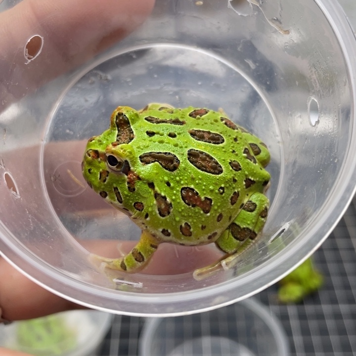 角蛙钟角蛙 0073 