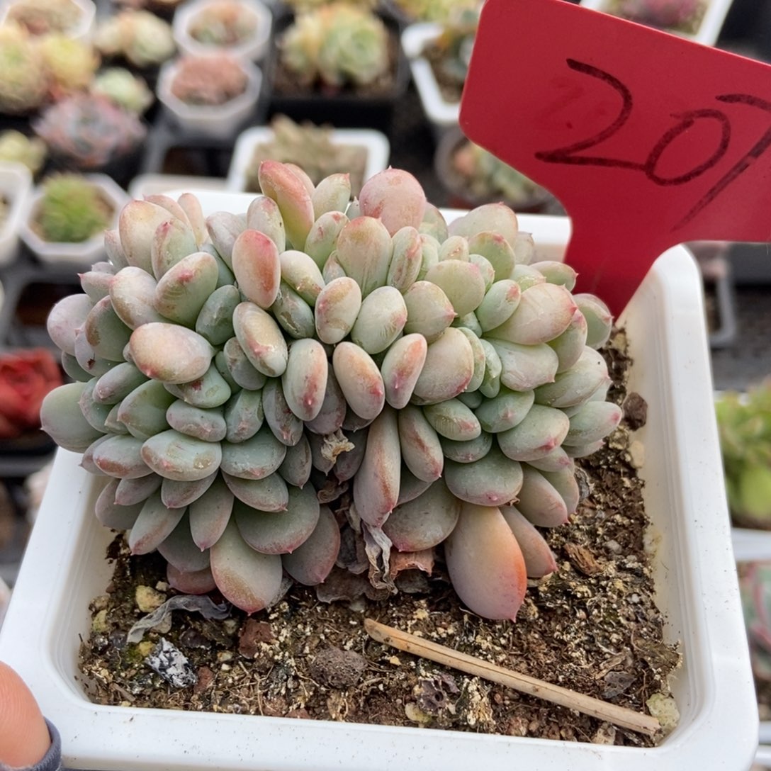 207粉珍妮缀多肉植物保护