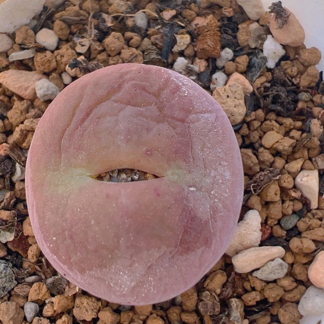 136多肉植物百科知识