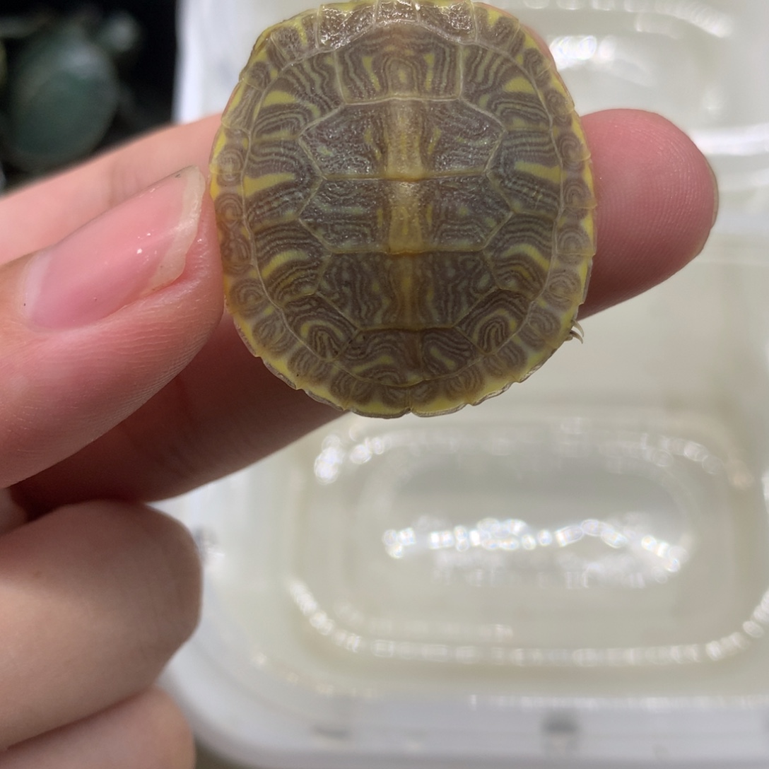 不分公母巴西彩龟
