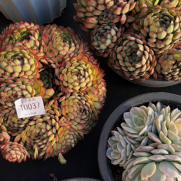 暮*专幻玫瑰10037