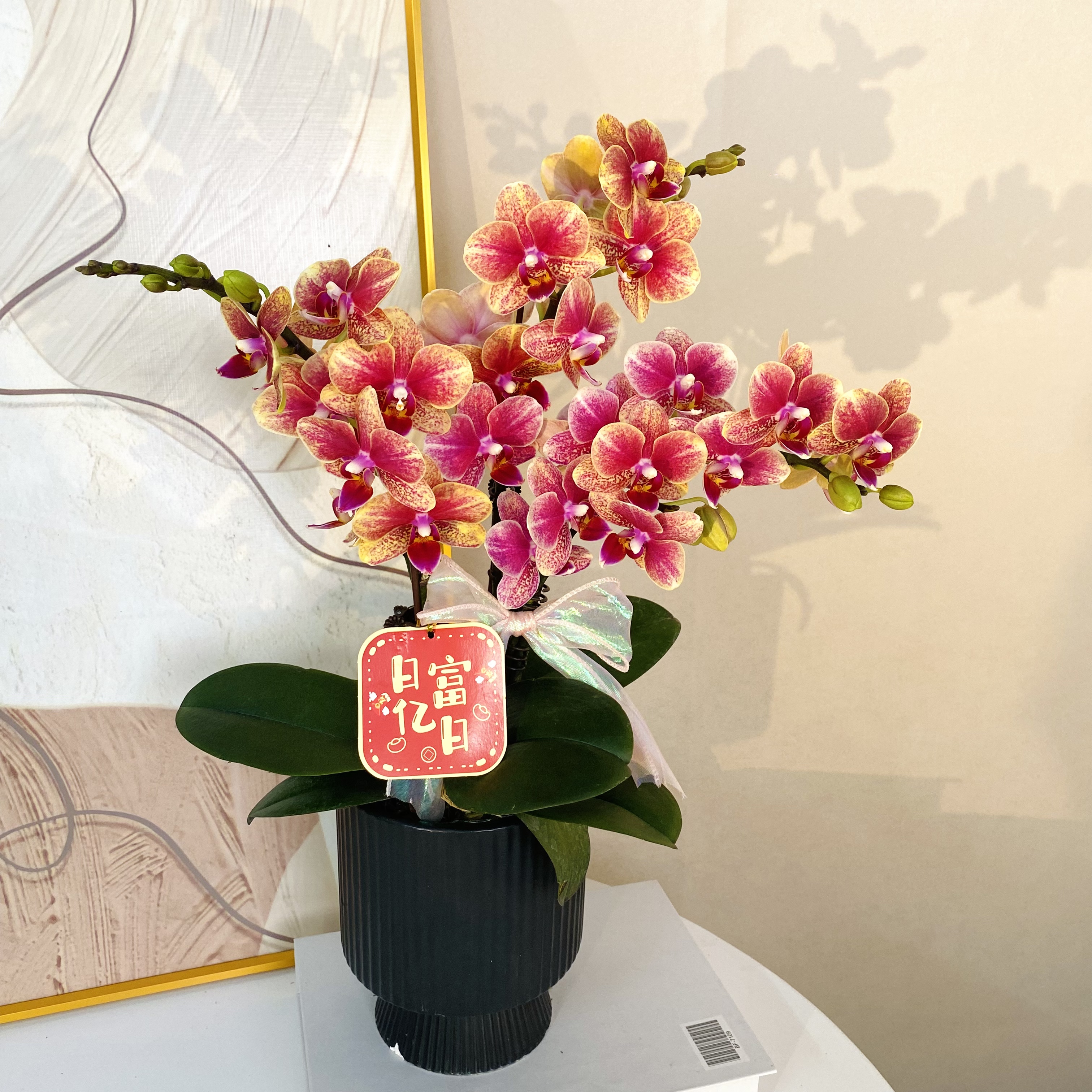 蝴蝶兰《金蝶》25年爆款红色渐变系列 好养耐养带花带花苞 基地直发