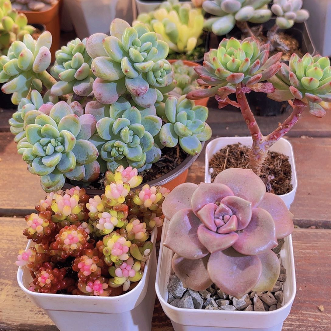 大劳尔➕七彩龙珠➕紫乐➕蓝苹果多头