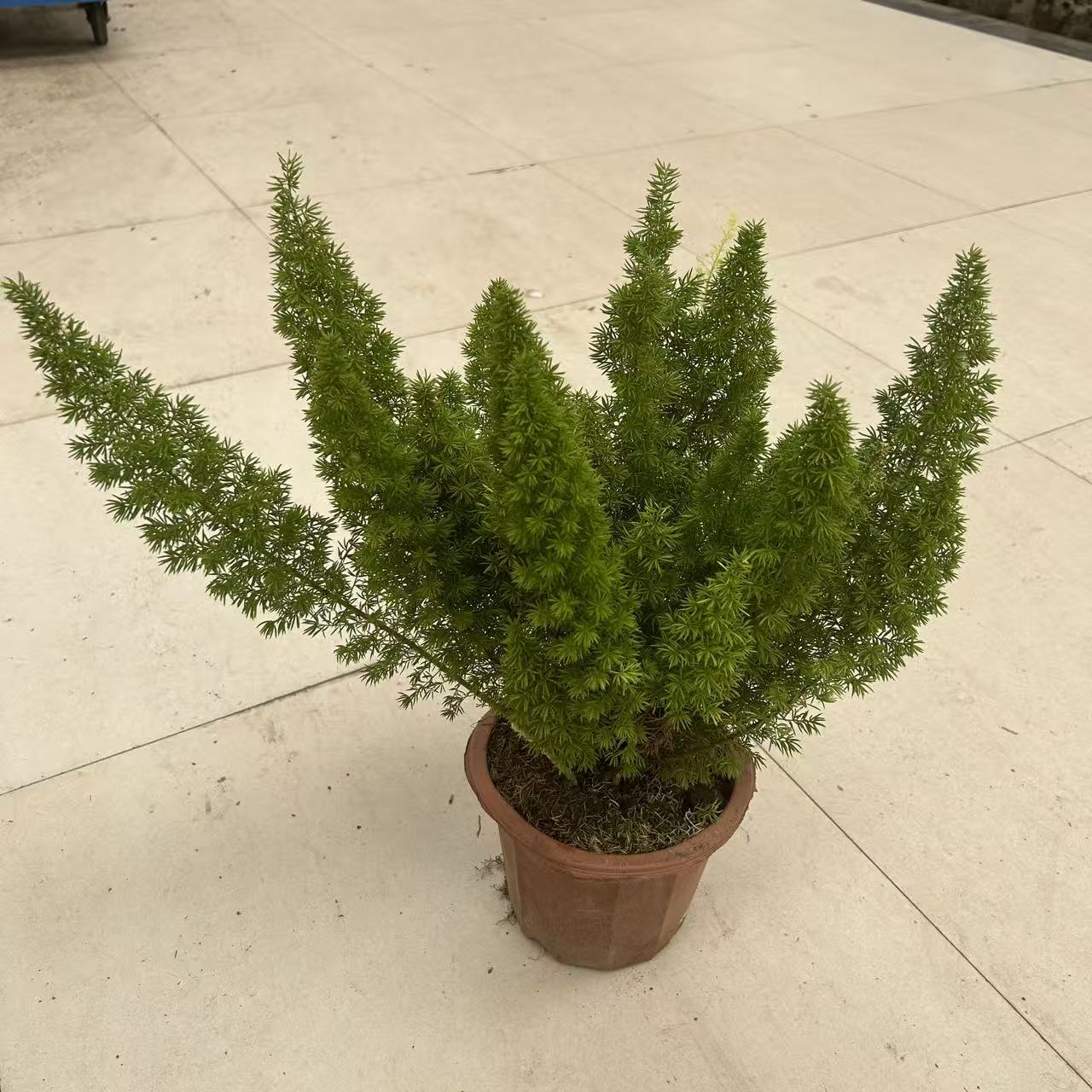 天门冬室内绿植盆栽