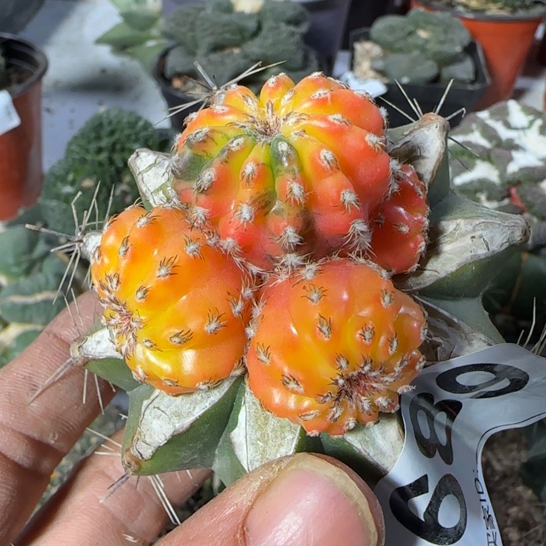 【闪购商品】苗接四头奇特球锦689