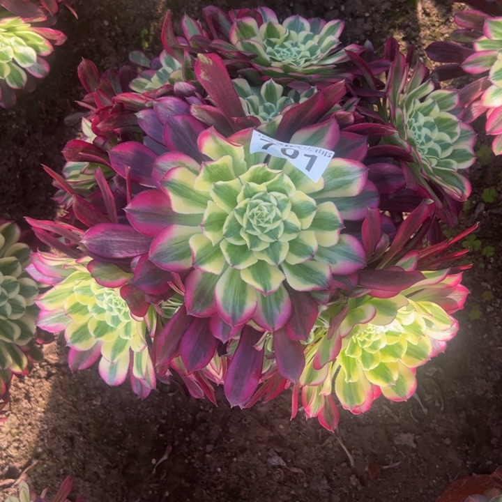 701天和多肉植物