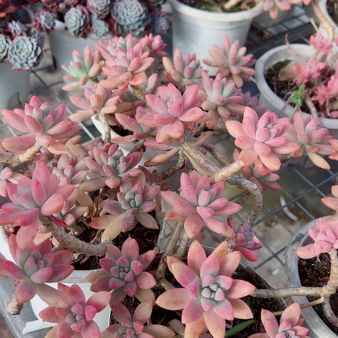 果冻秋丽多头造型精品特价二盆