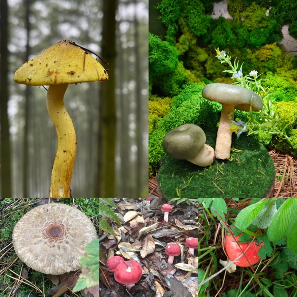 【土特产菇511】净含量90g