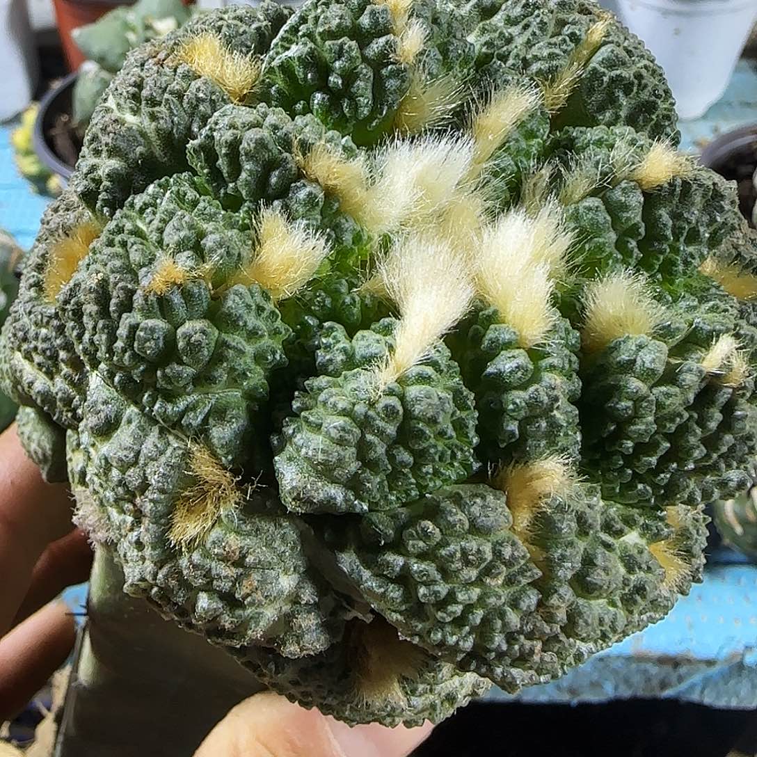 龟甲302仙人球开花