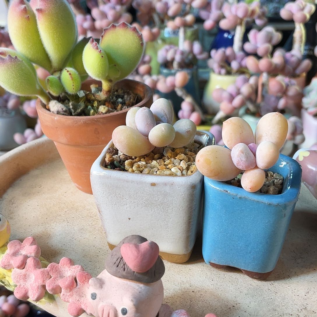 ?**?多肉植物的生长发育与生长发育