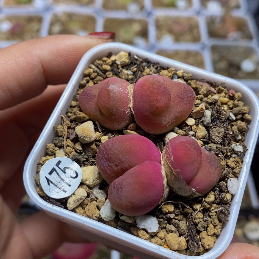 双头两颗多肉植物