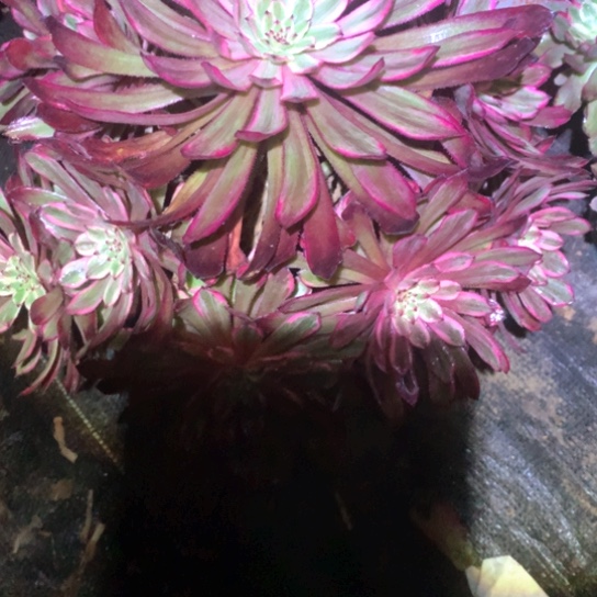 多肉植物仙子849