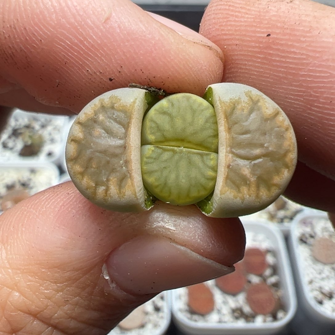 【闪购商品】689……