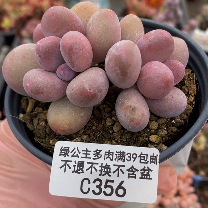 蛋黄奶7cm356多肉植物