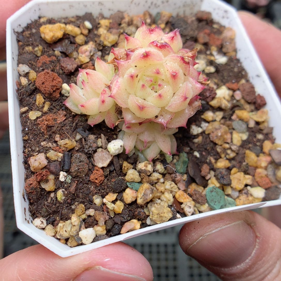 S107y y y y y y y y y