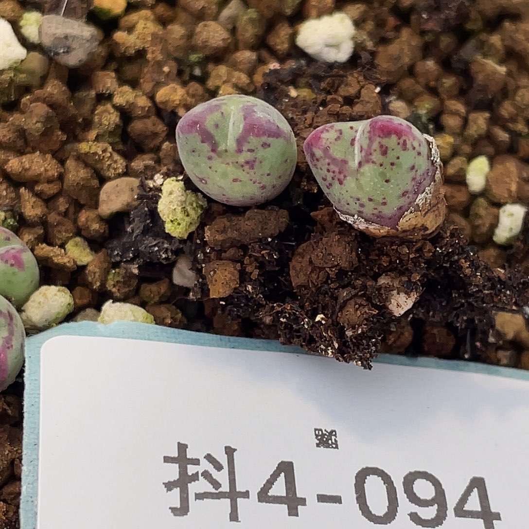 苗***苗4-94肉锥多肉植物