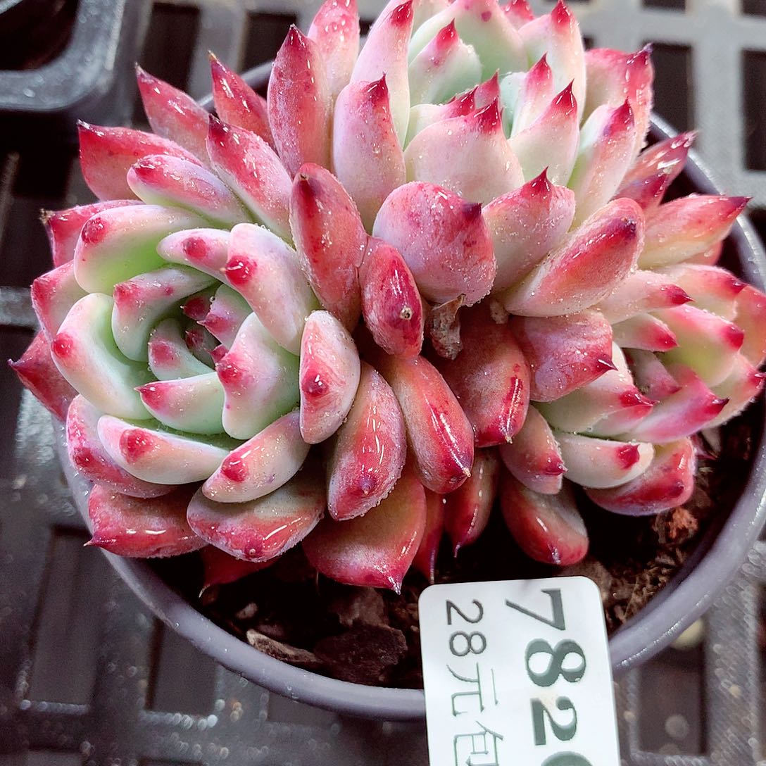 5厘米盆精控多肉782