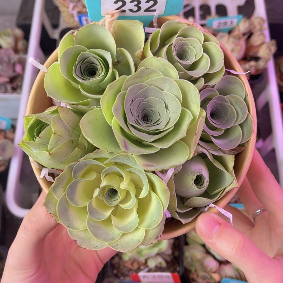 总***朕花篮一物一拍232号
