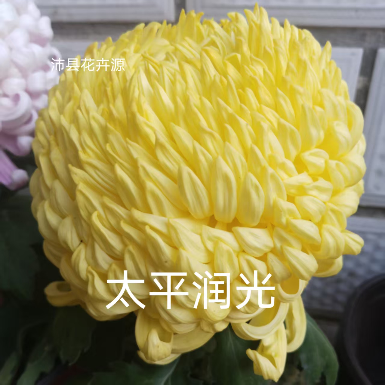 太平润光菊花苗，秋季开花，可盆栽，可地栽。
