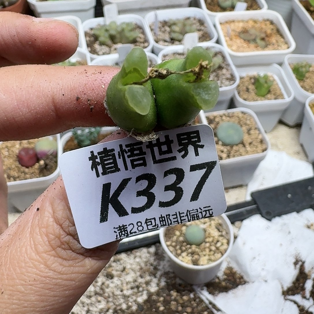 多肉植物的润泽gvb