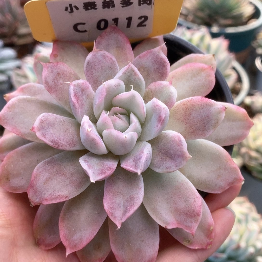 C112辛普森锦锦锦锦锦锦