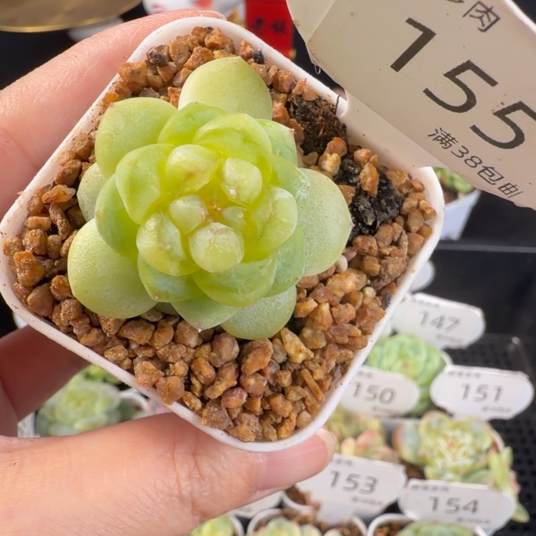 甜心单头一颗155号