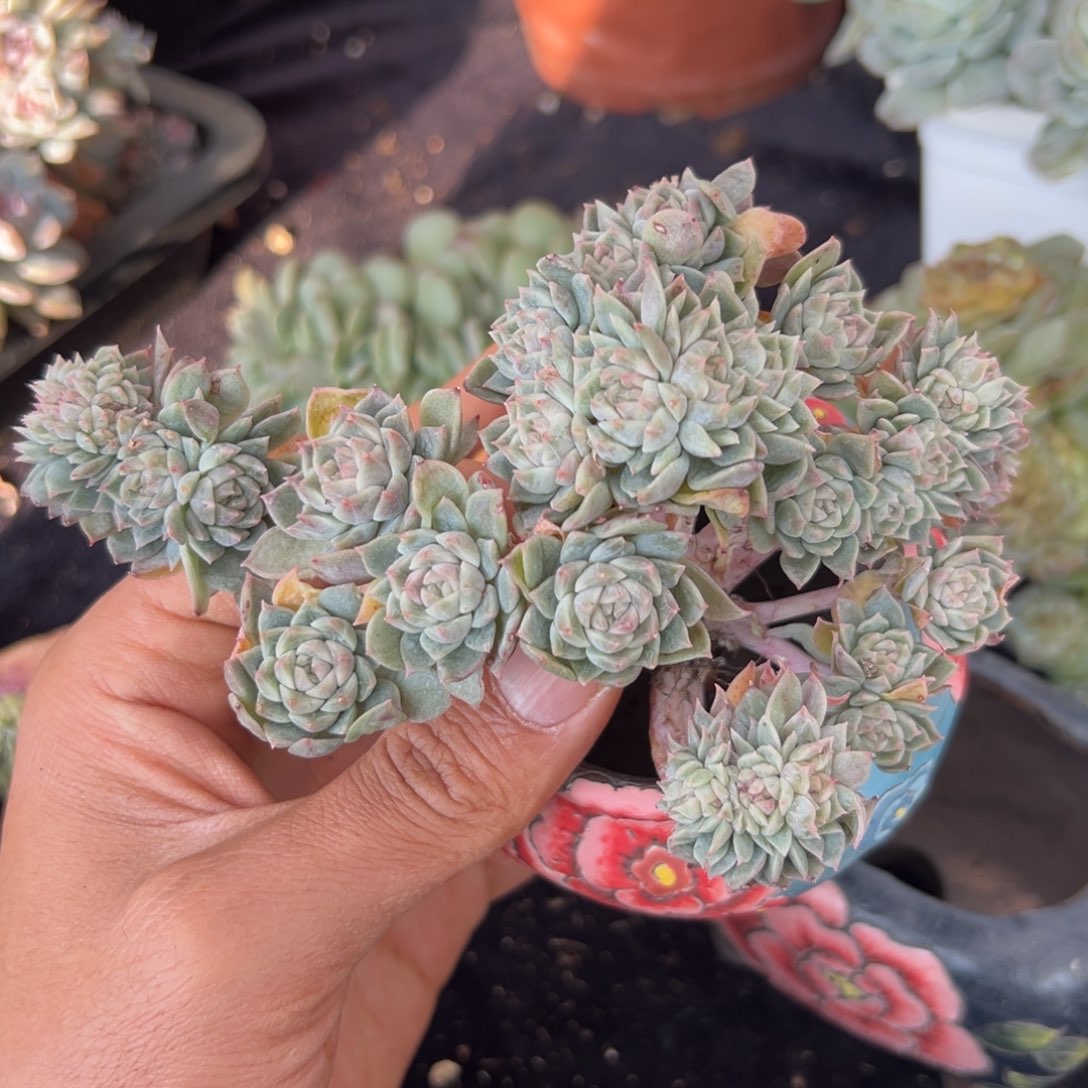 新年快乐 新年快乐