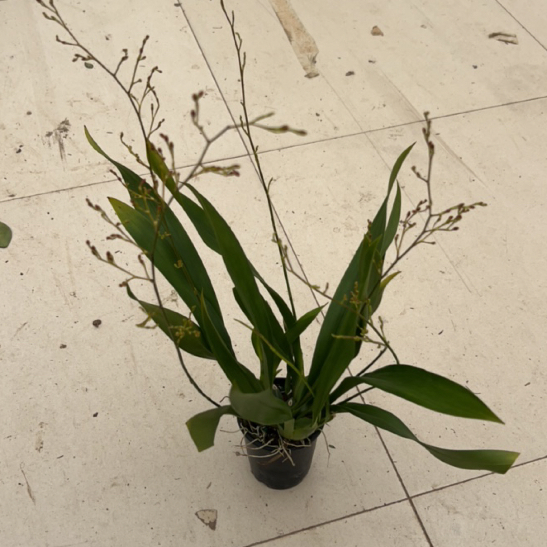 三色香水5-6支文心兰带花苞开花植物