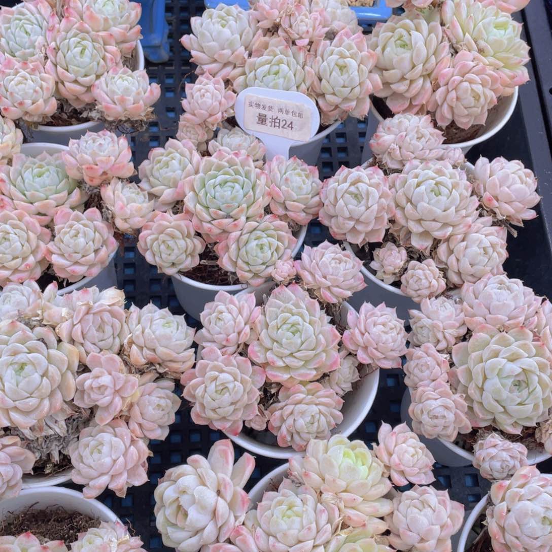 量拍24号手捧花老桩白月影群生6头起一个