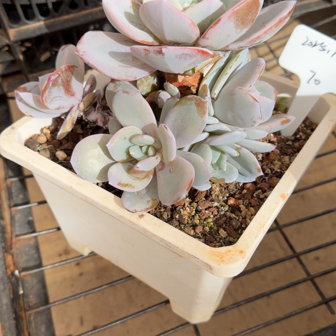 一物一拍奶茶捧花潜力股70