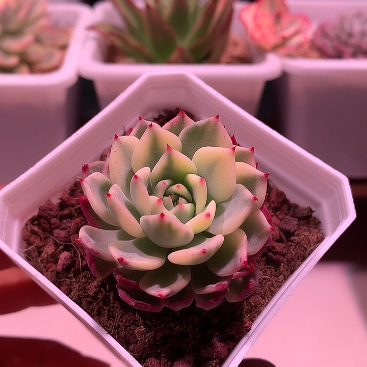 沙罗姬杂锦锦锦锦