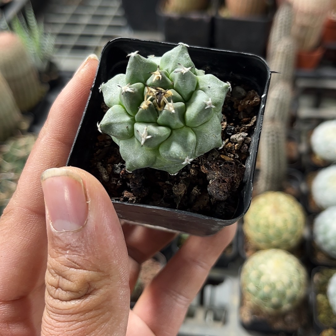 赤花娇丽单头发货单头发