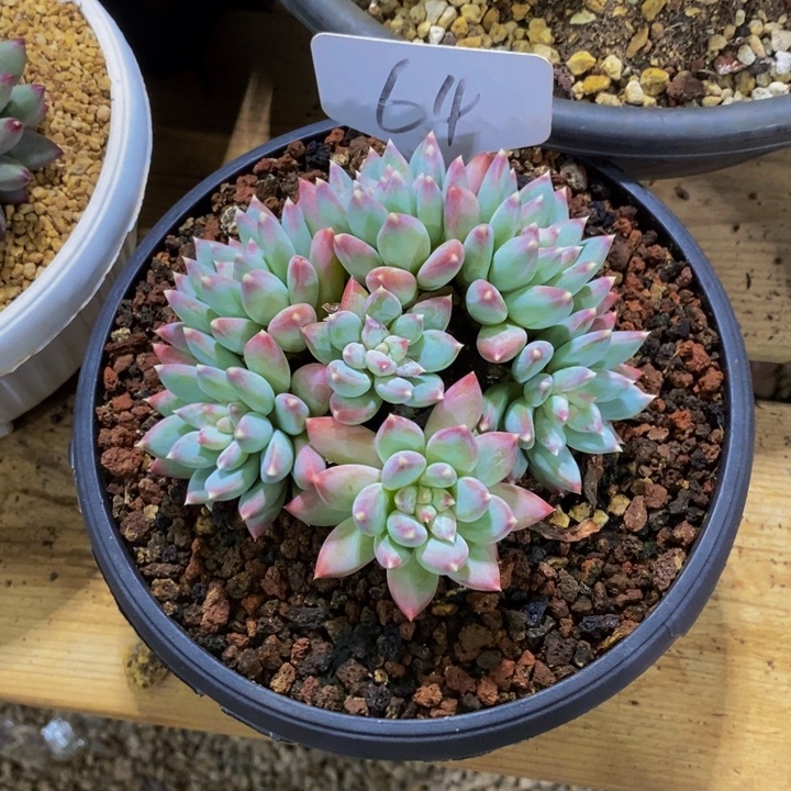 在家干的话把衣服带