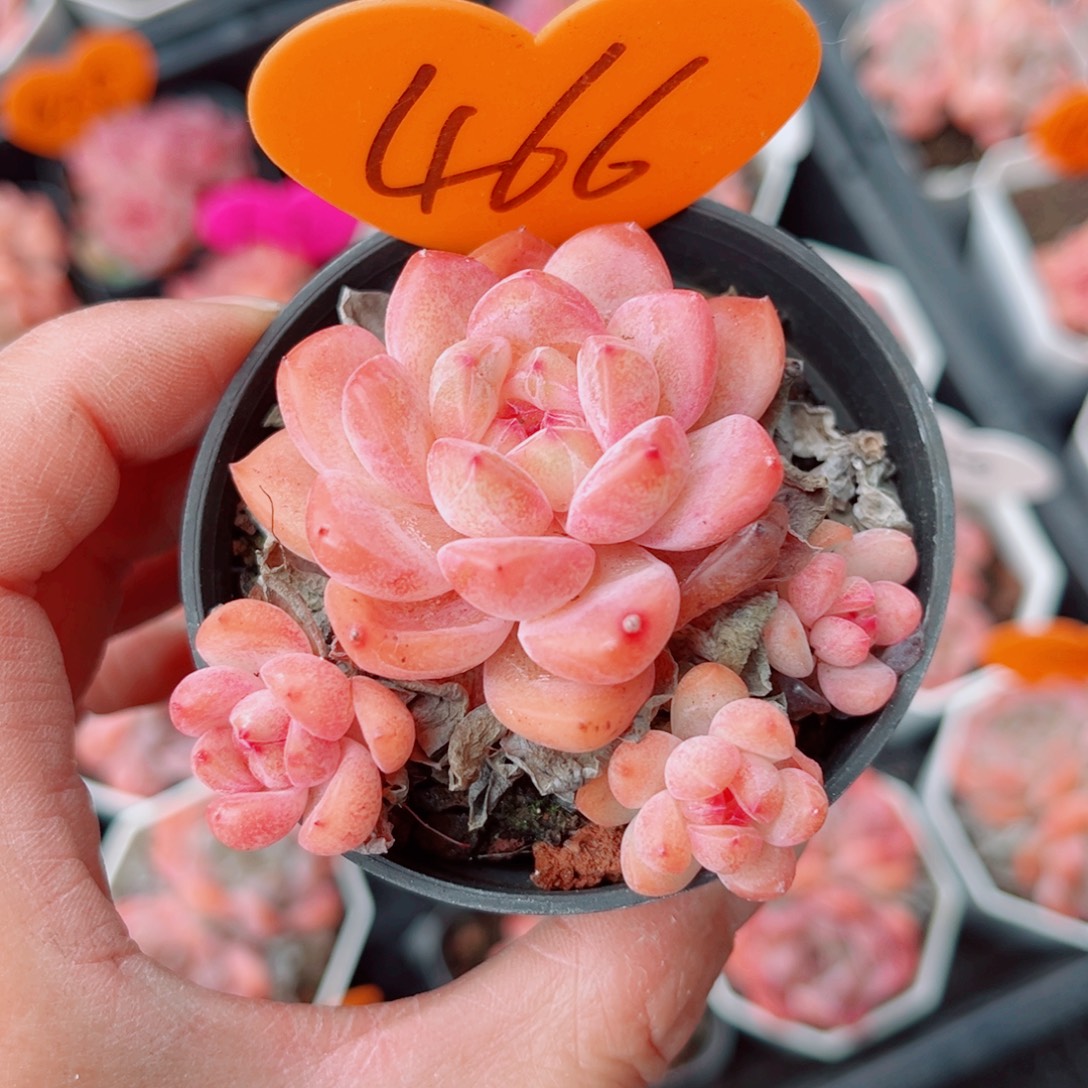 466号小老桩糖心群