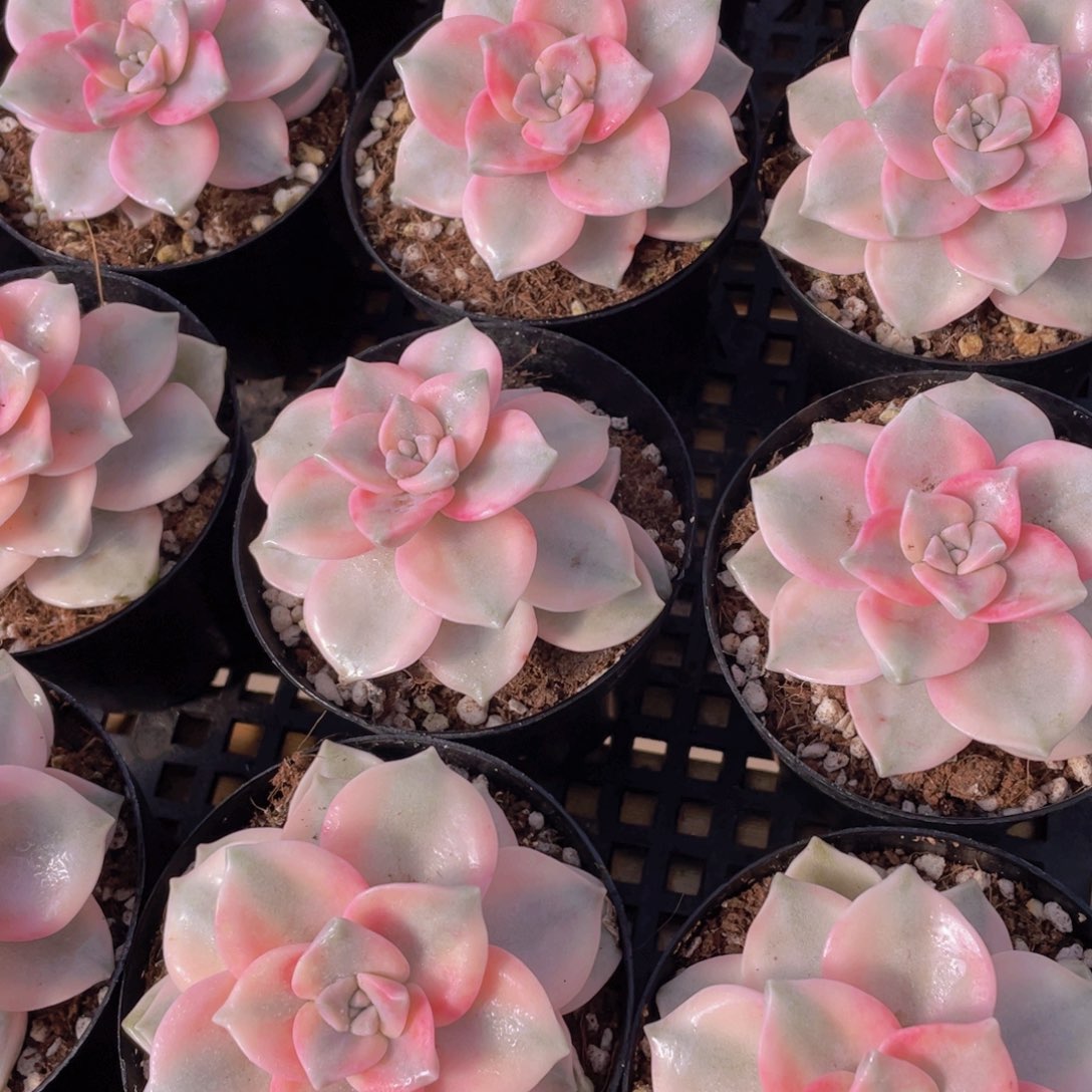 量拍138号 紫乐锦单头一个