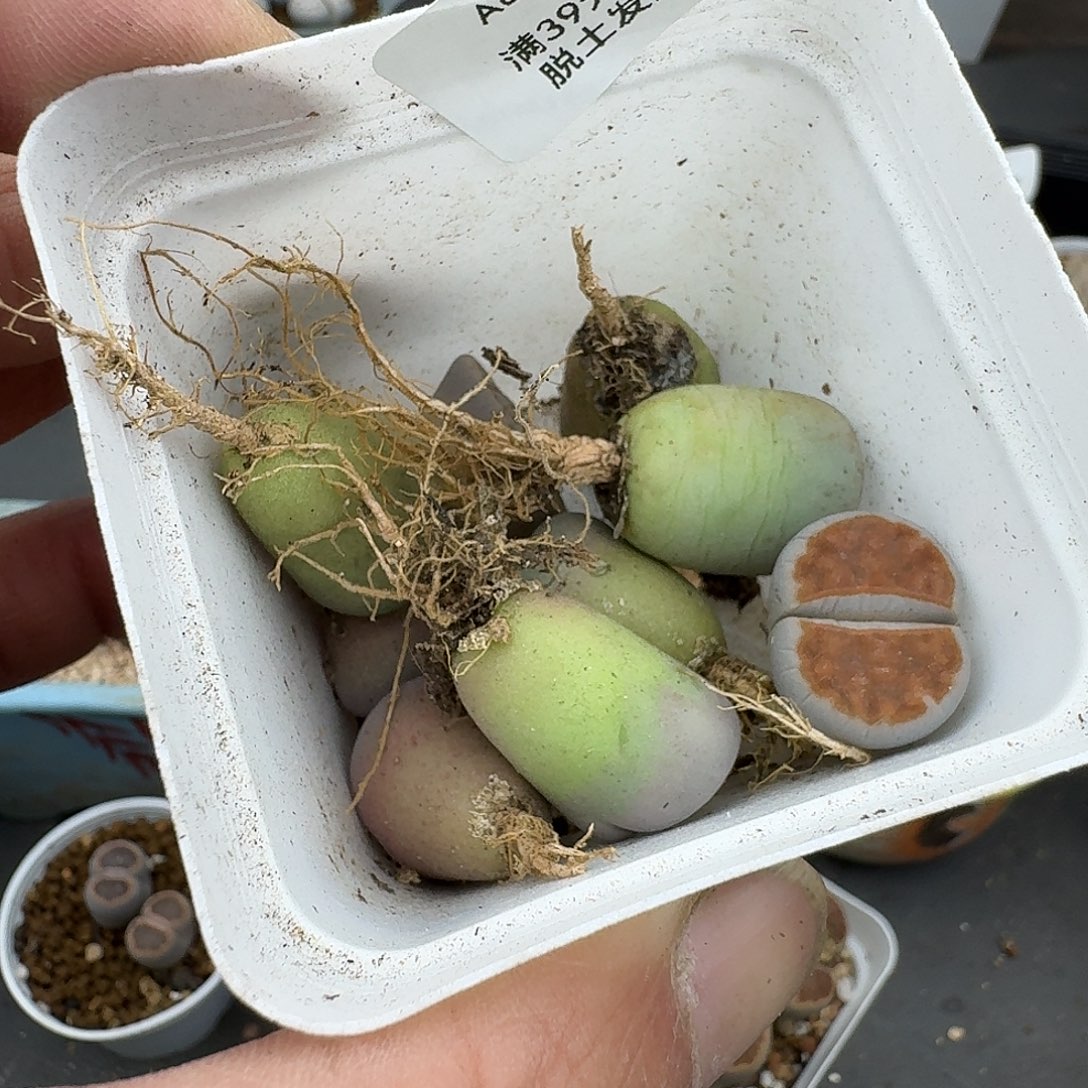 686多肉哈哈哈哈哈哈哈