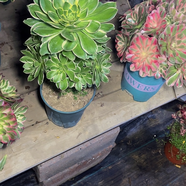 大叶绿玫瑰锦006