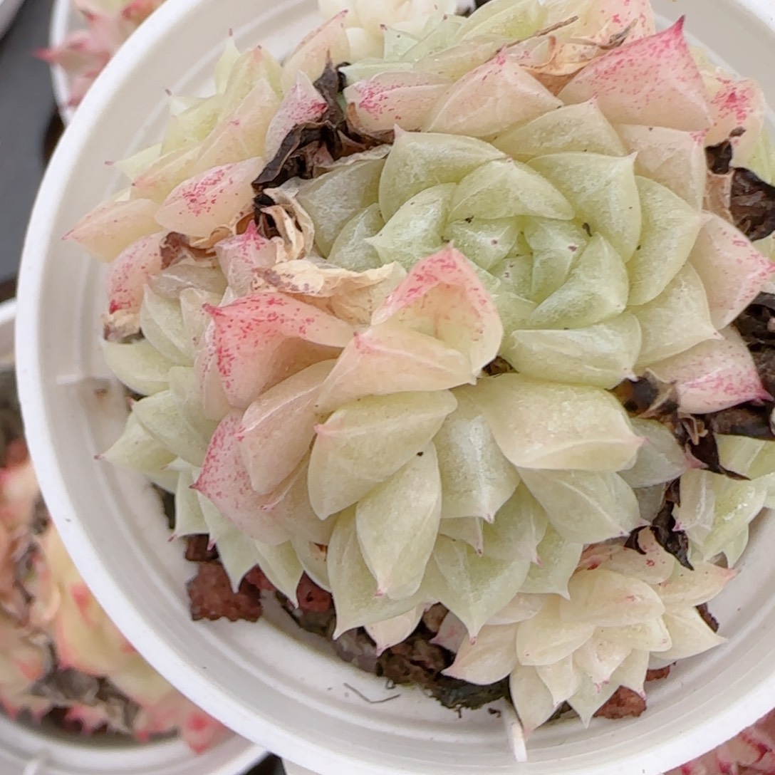 一***男花语多肉1225-157散