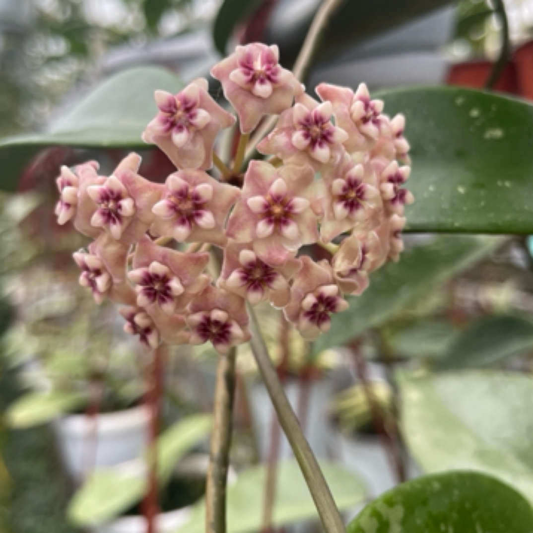 银币球兰Hoya Silver Dollar全斑珍稀品种