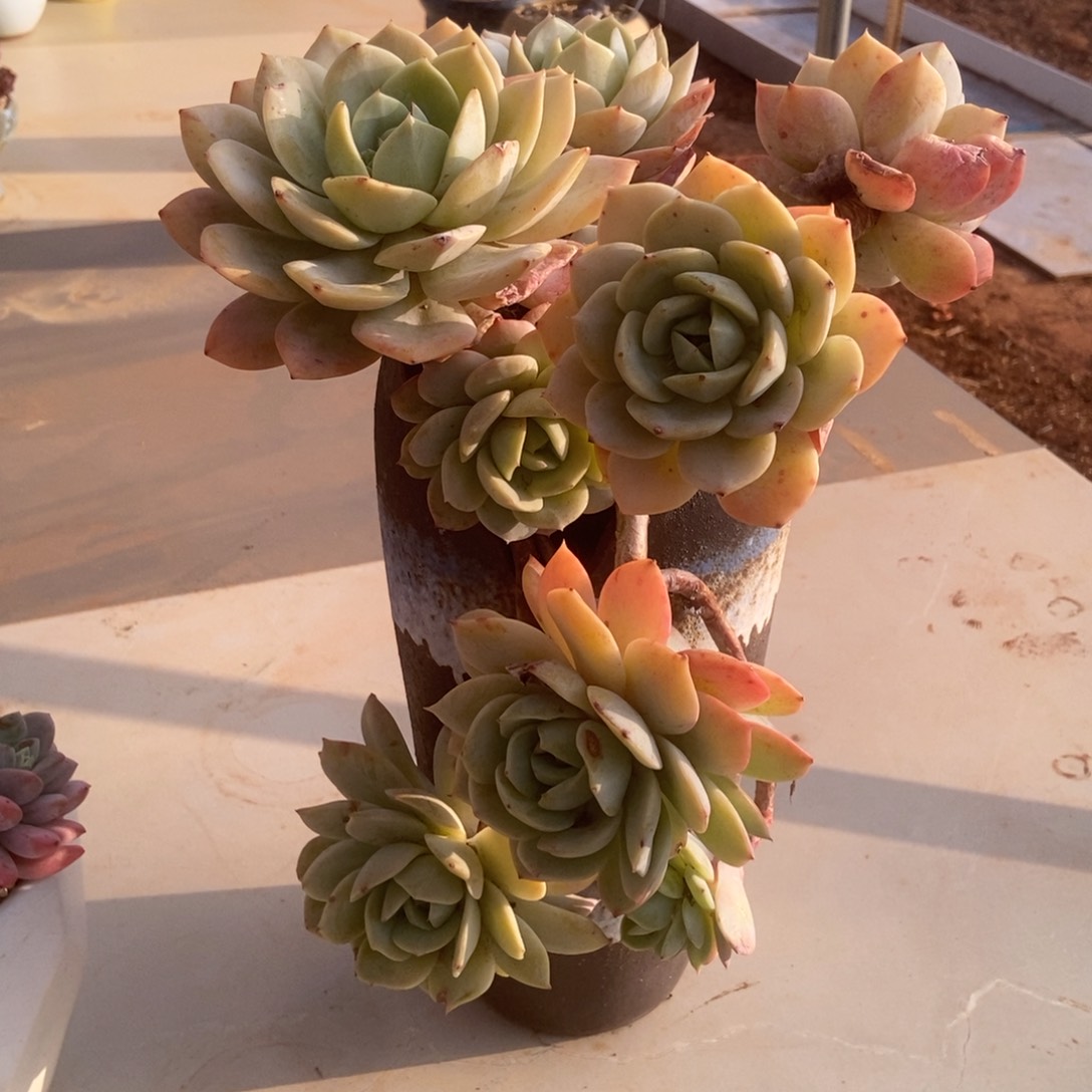 鄱****联恋曲无砍多肉多肉多肉多肉多肉