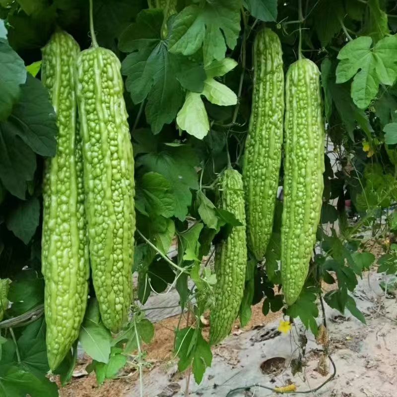 苦瓜苗绿苦瓜白苦瓜苗春季蔬菜种孑苗秧爬藤瓜带原土发货长白苦瓜