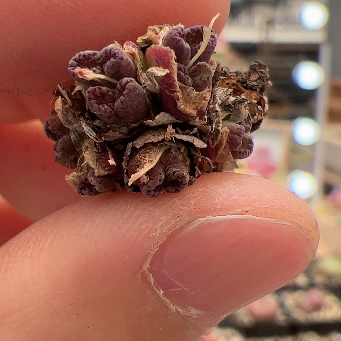 【闪购商品】117 福利马克