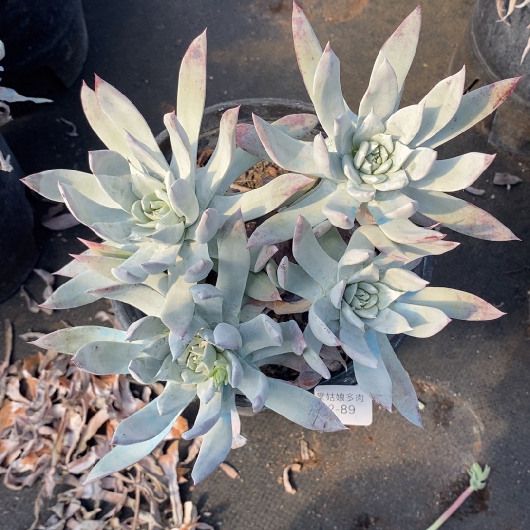 89号牡丹苹果叶群