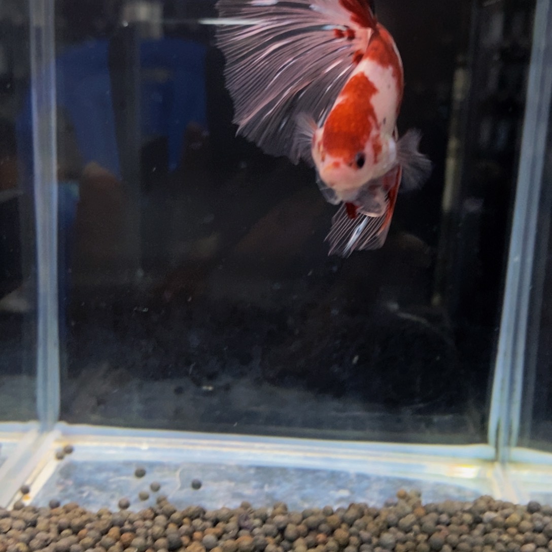 斗鱼*️*471巨斗半月