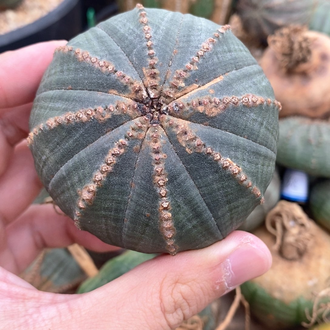 9 欧系实生布纹球多肉植物