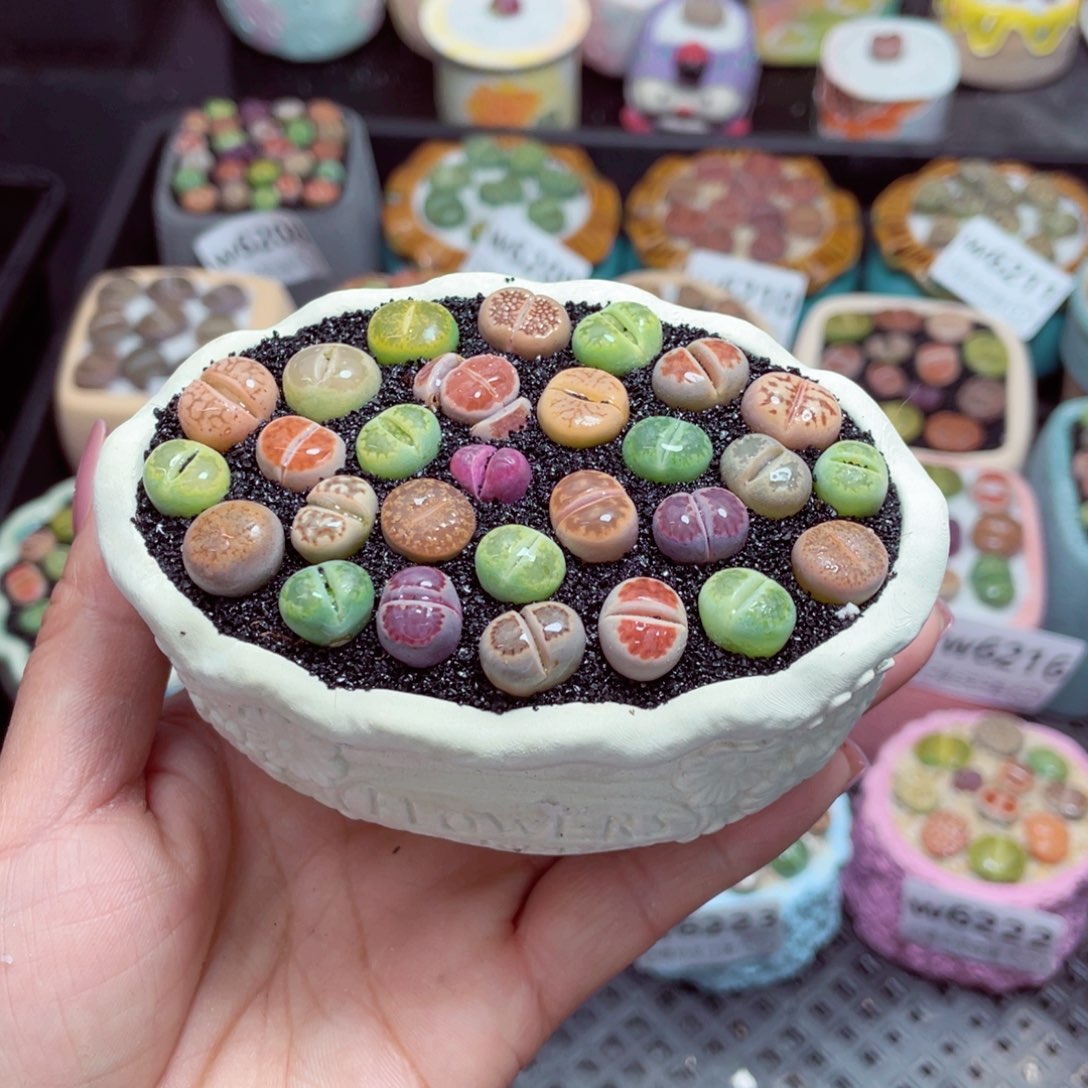 w6226 -零下地区保温箱-15支持寄养