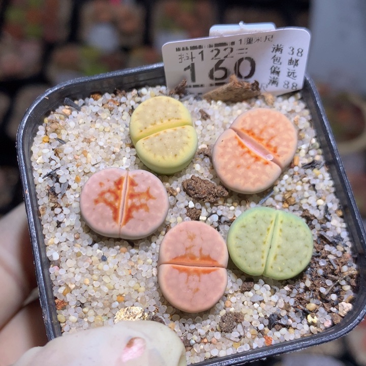 精品生石花122.160